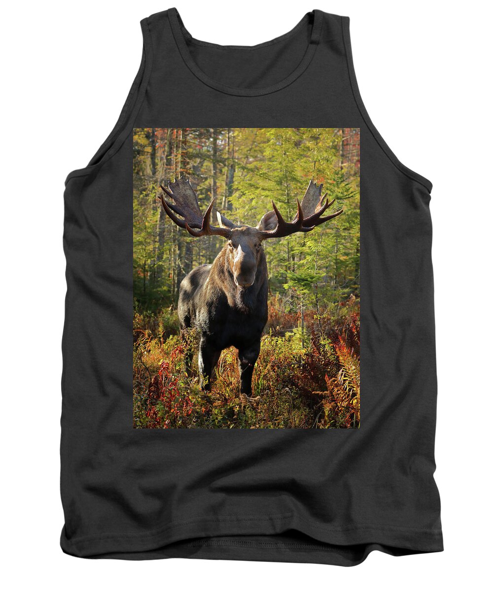 Moose Tank Top featuring the photograph Getting a Bit Too Close by Duane Cross
