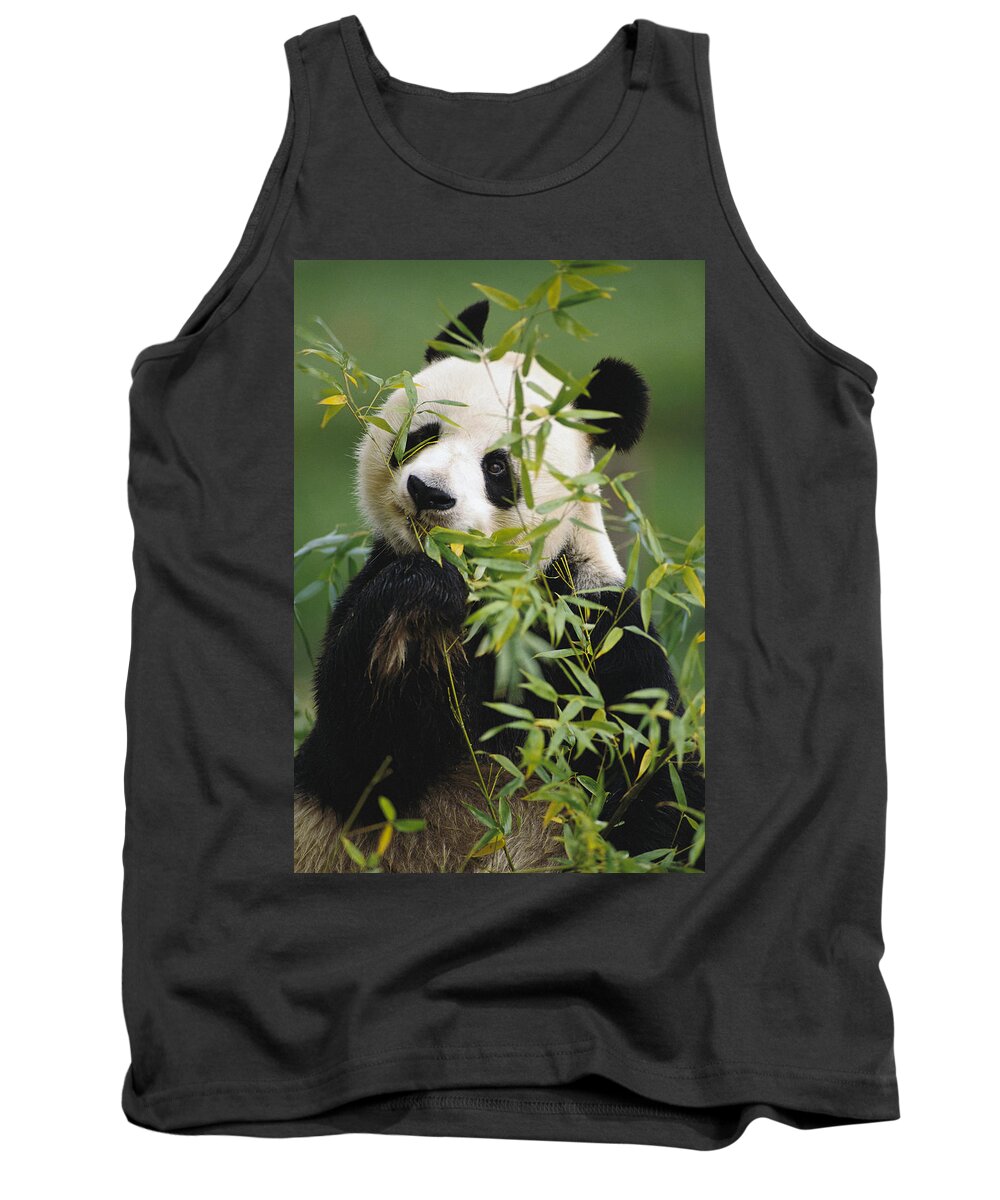 Mp Tank Top featuring the photograph Giant Panda Eating Bamboo by Gerry Ellis