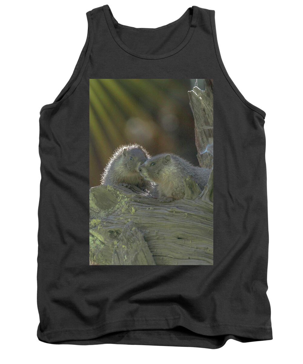 Golden Bellied Marmot Tank Top featuring the photograph Golden Bellied Marmot by Patricia Dennis