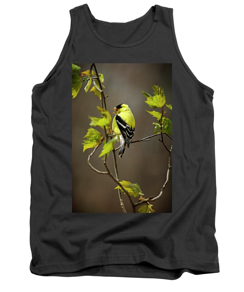 Bird Tank Top featuring the photograph Goldfinch Suspended In Song by Christina Rollo