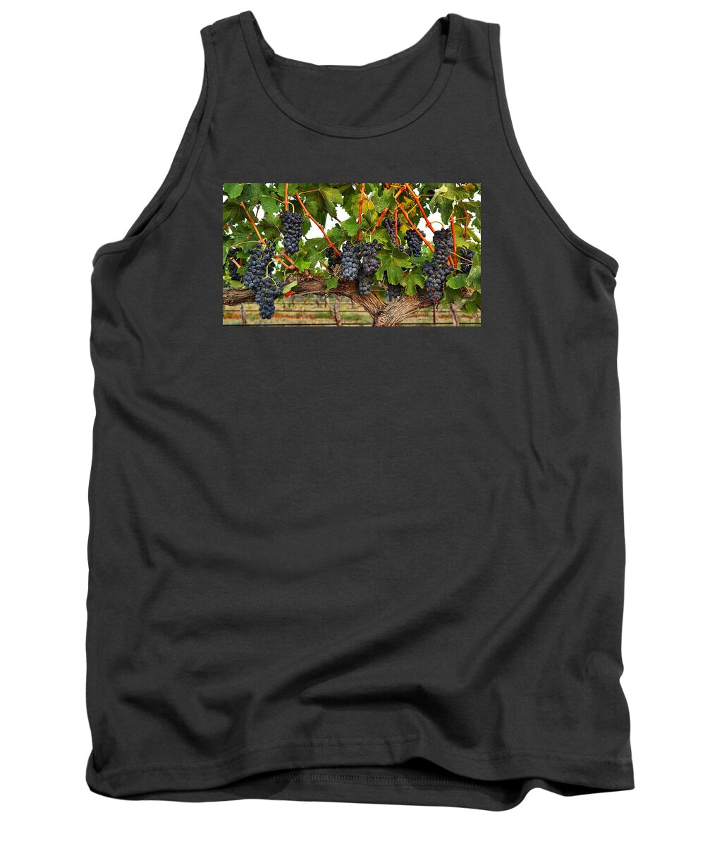Grapes Of The Yakima Valley Tank Top featuring the photograph Grapes of the Yakima Valley by Lynn Hopwood