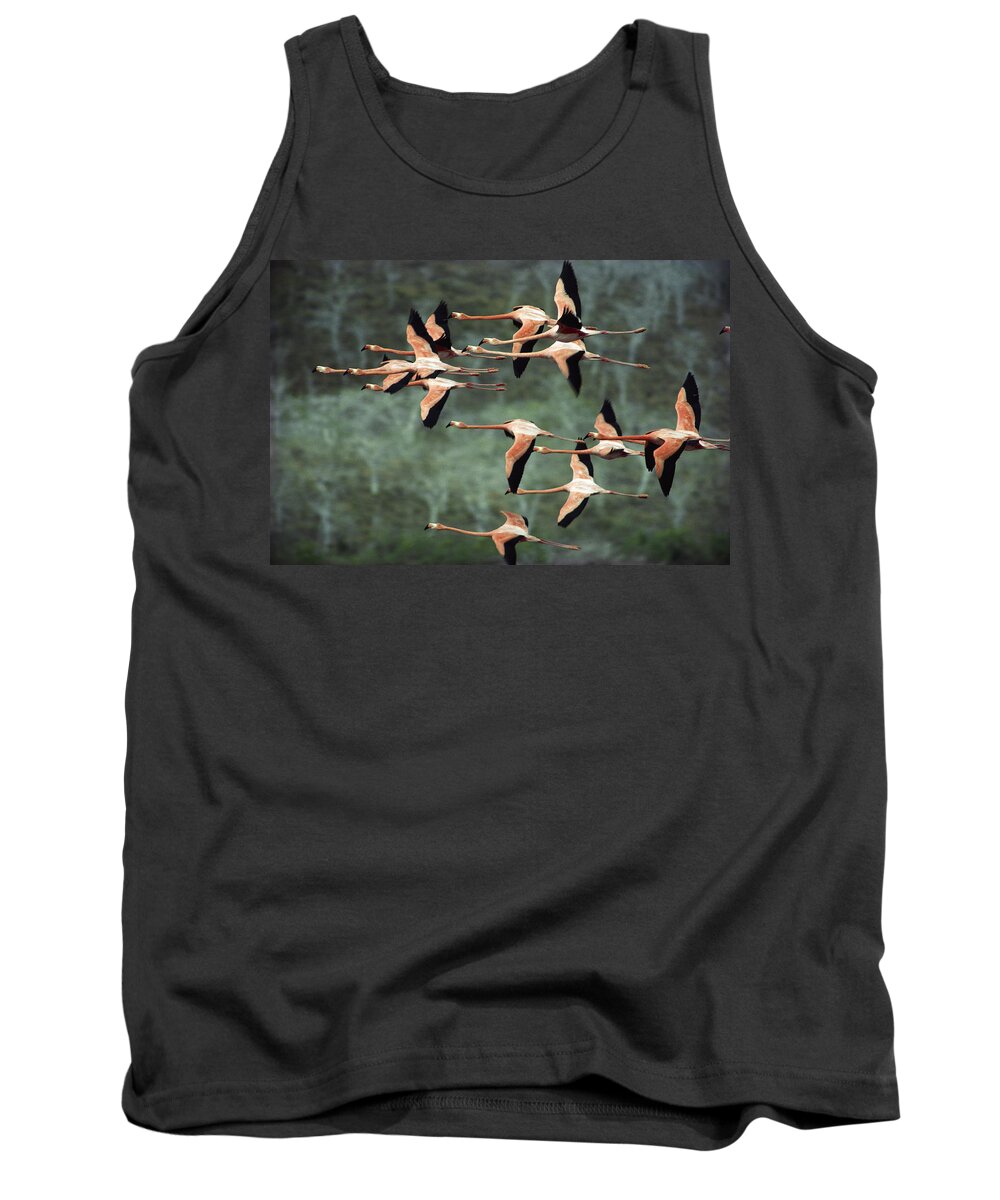 Mp Tank Top featuring the photograph Greater Flamingo Phoenicopterus Ruber by Tui De Roy