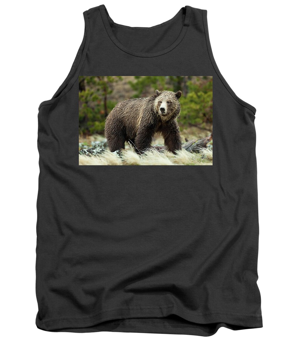 Grizzly Tank Top featuring the photograph Grizzly Bear by Wesley Aston