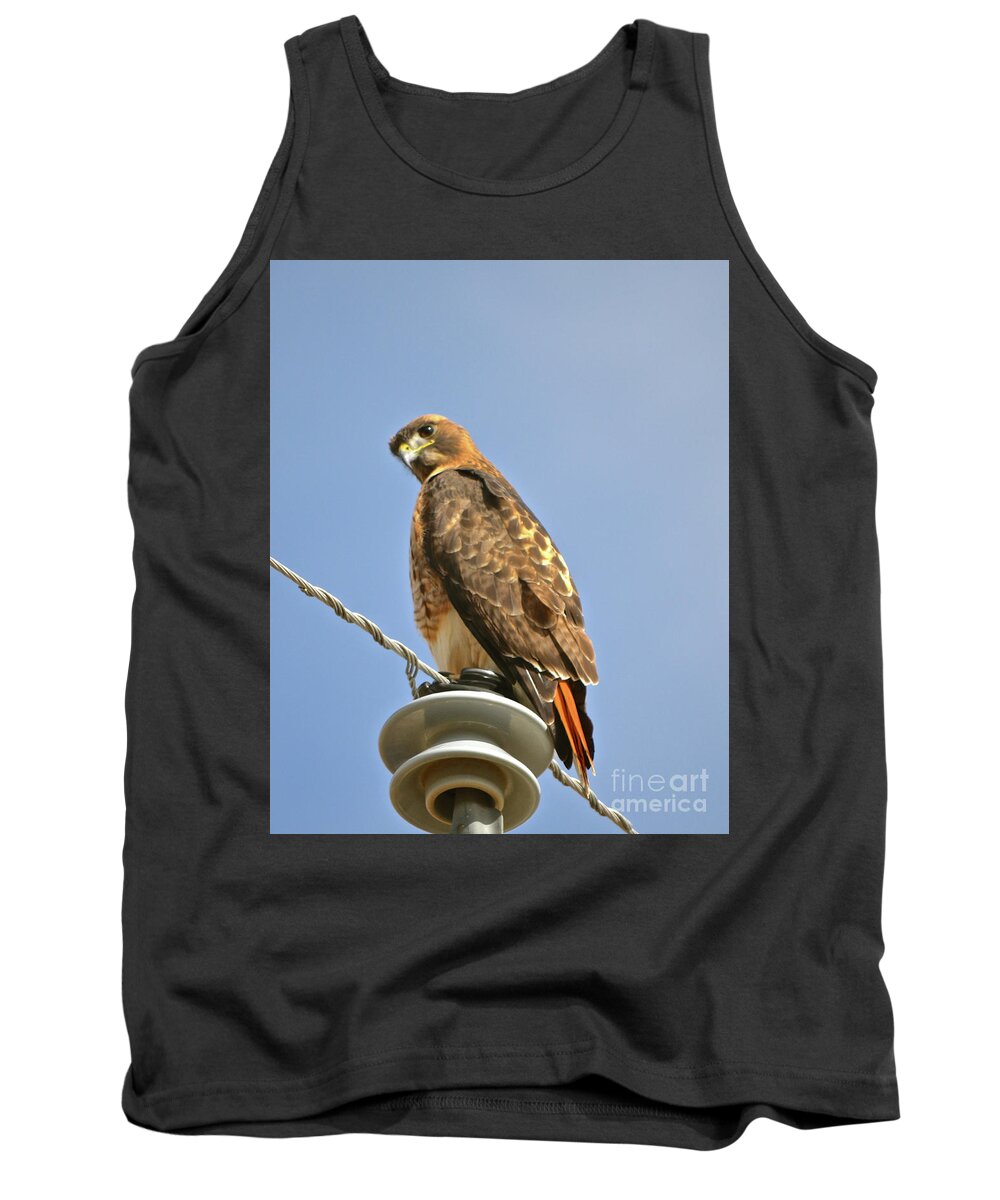 Hawk Tank Top featuring the photograph Hawkeye by Cindy Schneider