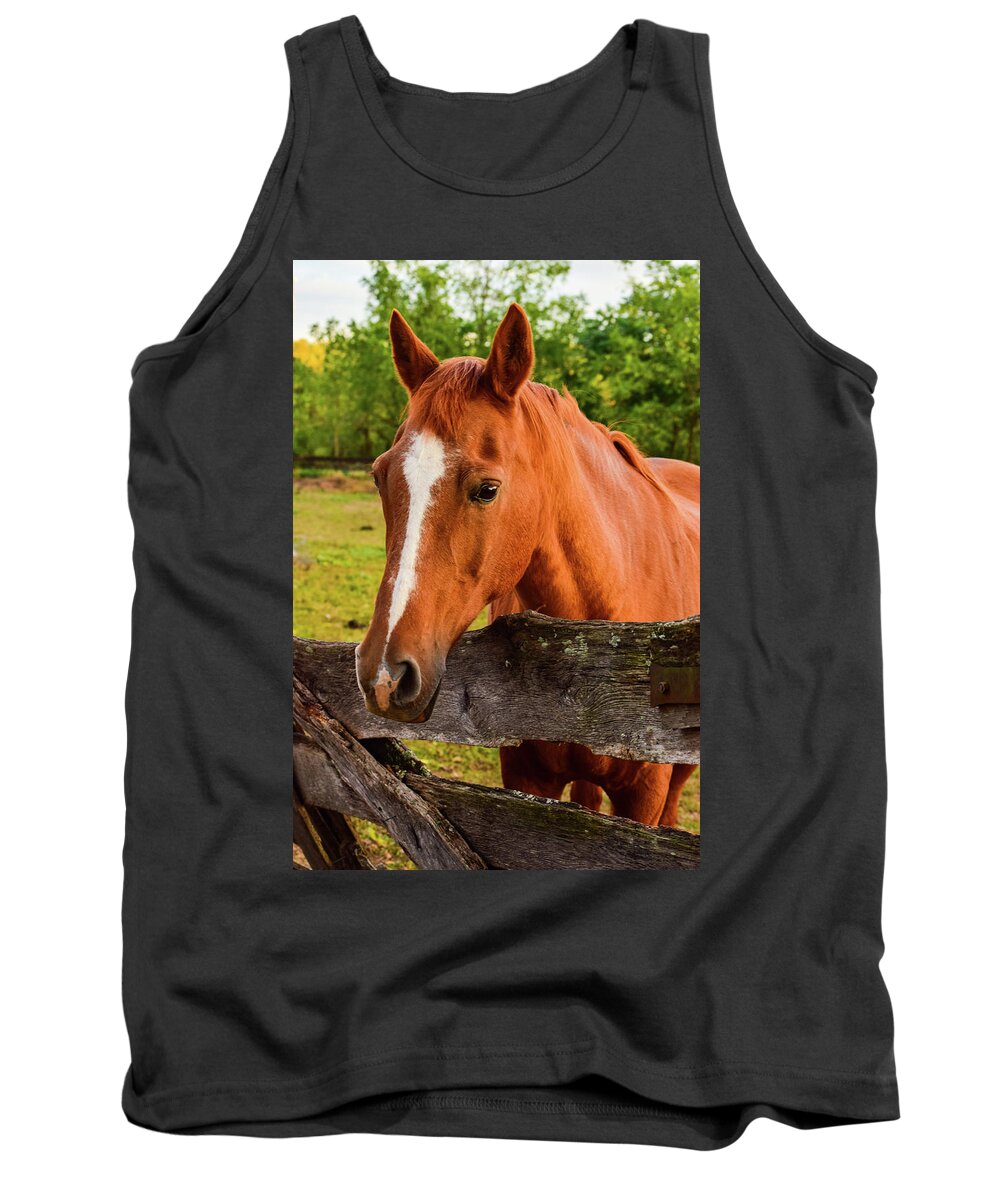 Horse Tank Top featuring the photograph Horse Friends by Nicole Lloyd