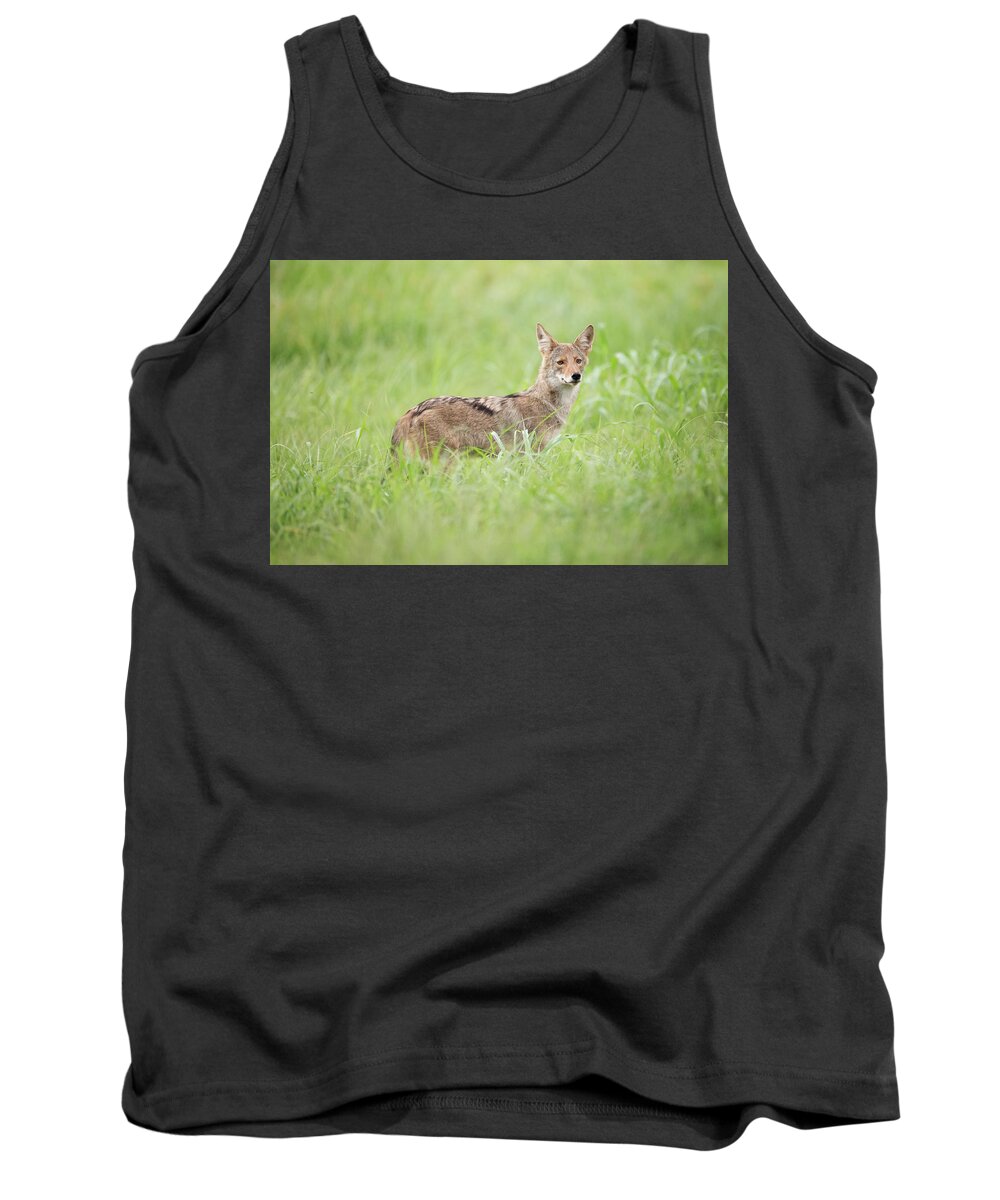 Coyote Tank Top featuring the photograph Juvenile Coyote by Eilish Palmer