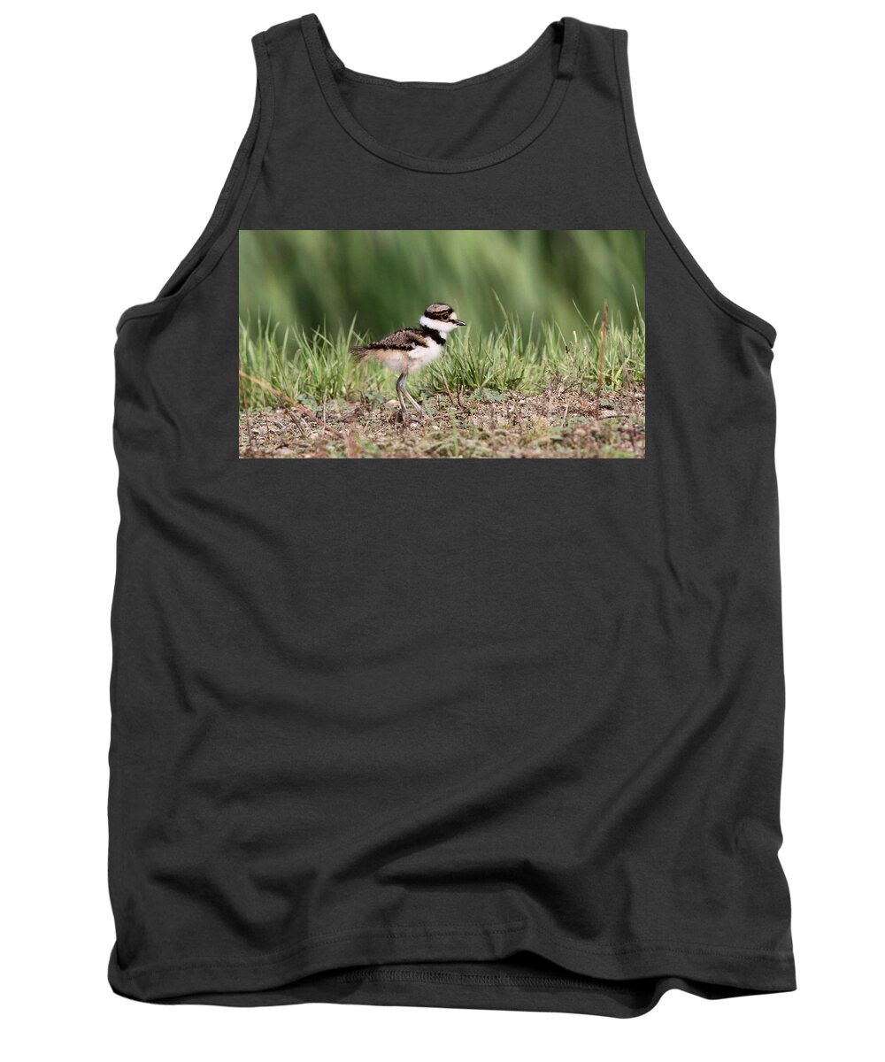 Nature Tank Top featuring the photograph Killdeer - 24 Hours Old by Travis Truelove
