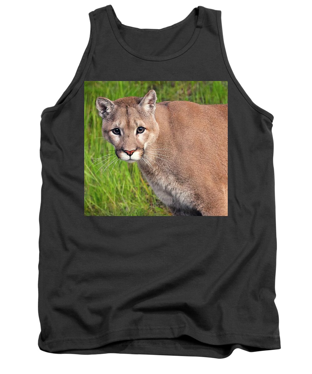Mountain Lion Tank Top featuring the photograph Kitty Look by Art Cole