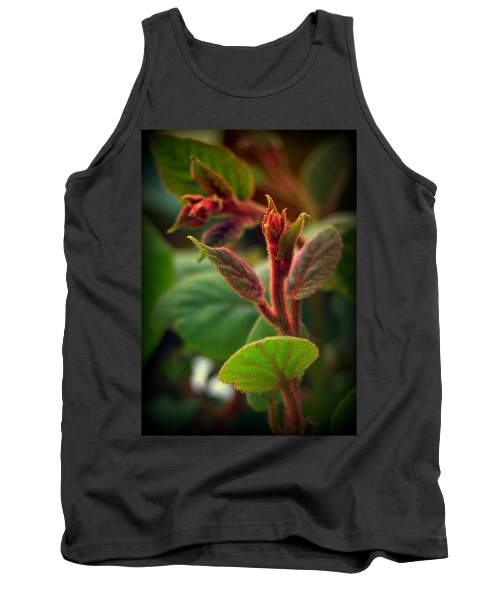 Actinidia Chinensis Tank Top featuring the photograph Kiwi Foliage by Nathan Abbott