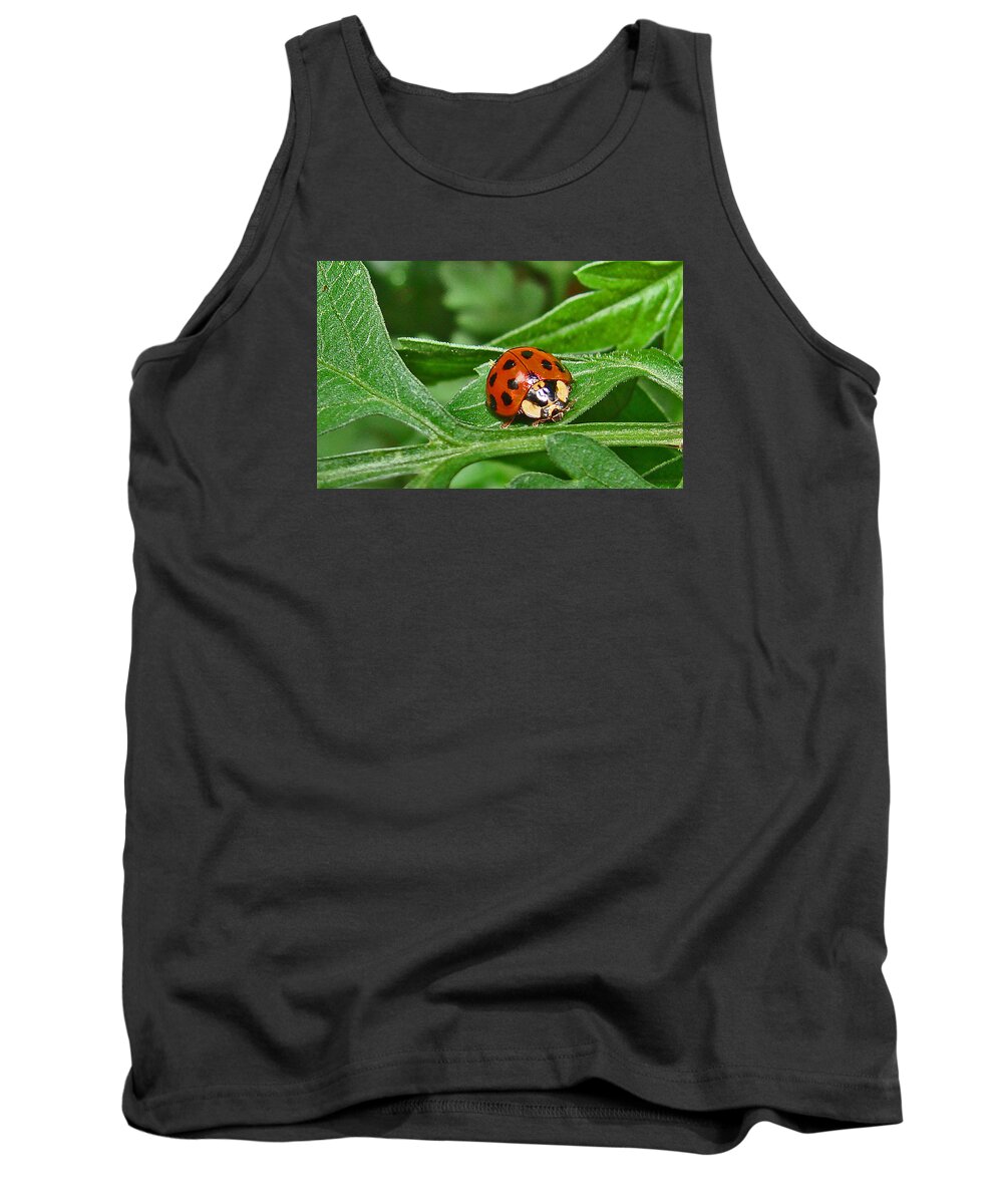 Bugs Tank Top featuring the photograph Lady bug by Mary Halpin