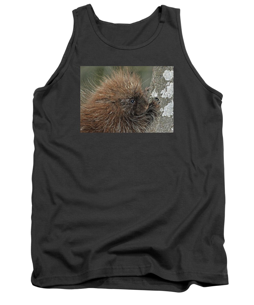 Animals Tank Top featuring the photograph Learning to climb by Glenn Gordon