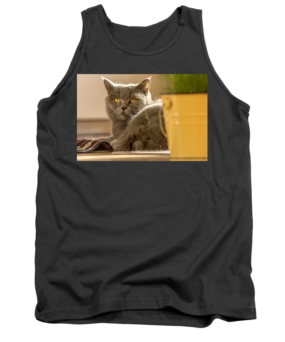 Cat Tank Top featuring the photograph Lilli the cat by Wolfgang Stocker