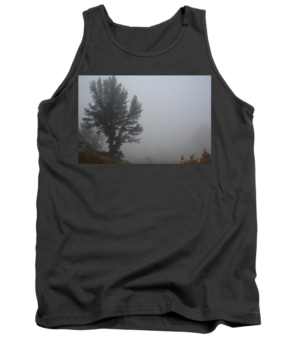 Elko Nevada Landscape Photography Tank Top featuring the photograph Limber Pine in Fog by Jenessa Rahn