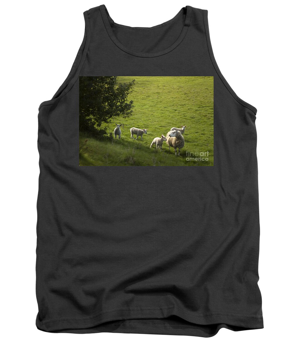 Sheep Tank Top featuring the photograph Little Lamb by Ang El