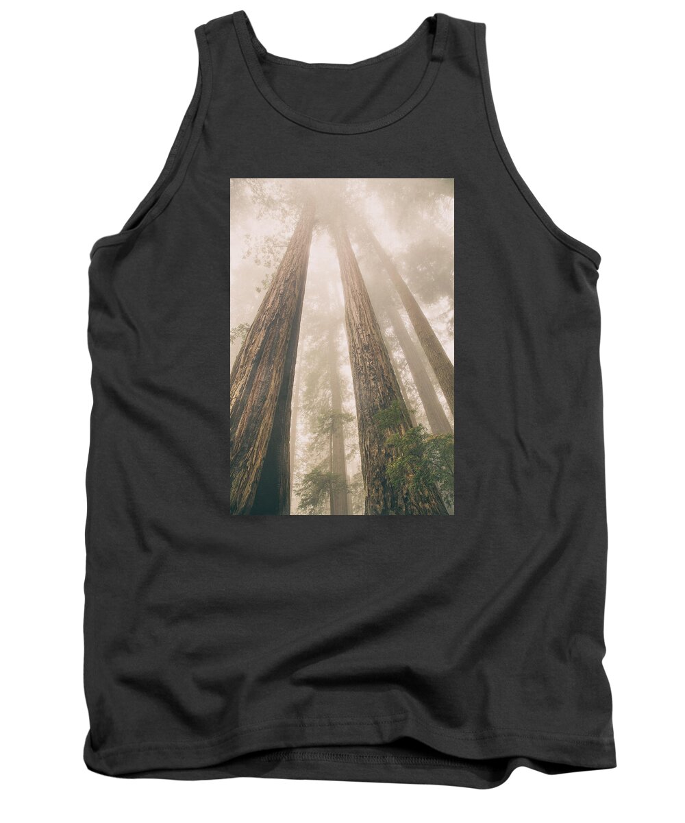 Redwoods Hiking Tank Top featuring the photograph Looking at giants by Kunal Mehra