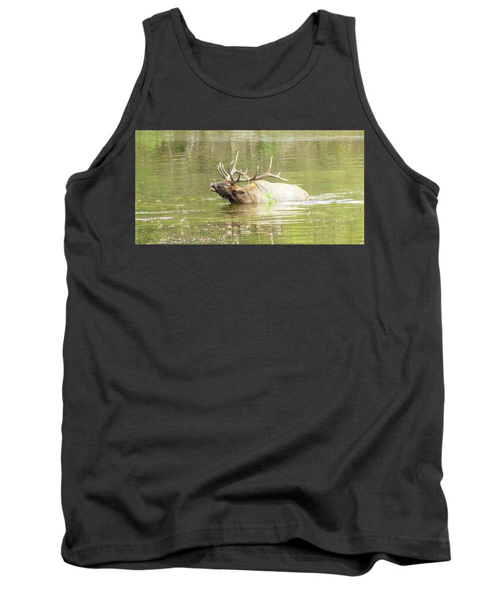 Elk Tank Top featuring the photograph Love Songs by Holly Ross