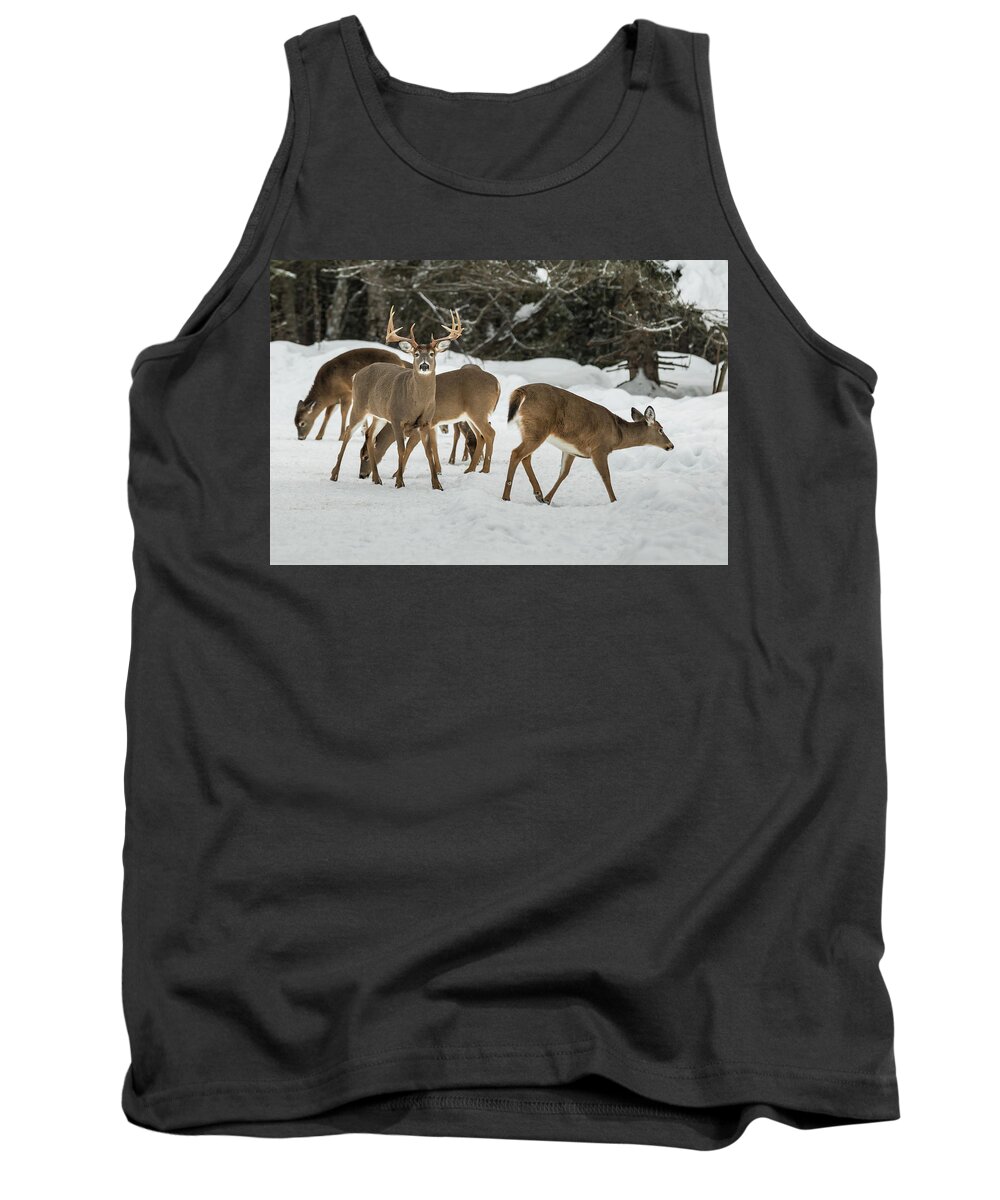 Deer Tank Top featuring the photograph Majestic by Colin Chase