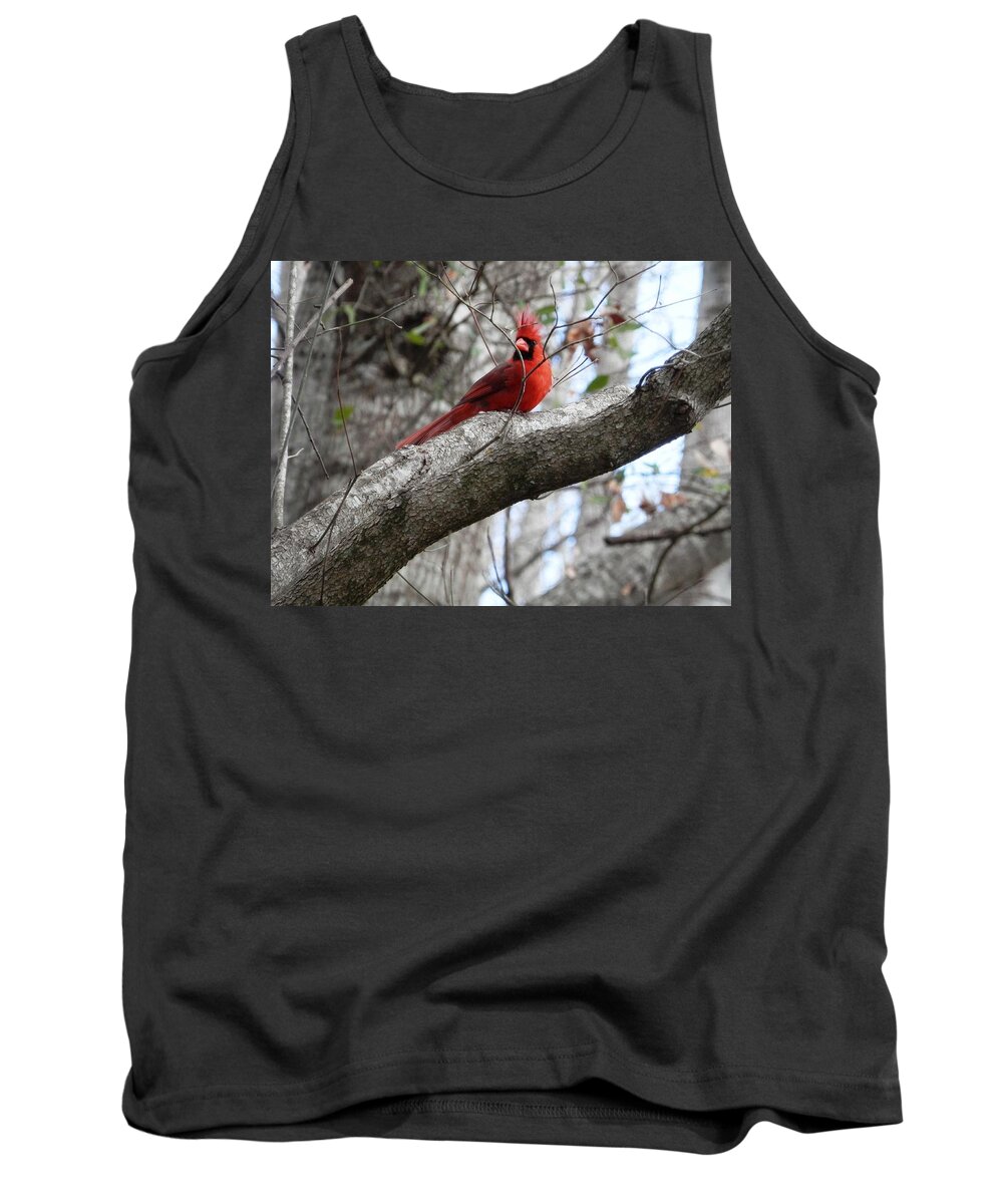 #love #windy #hair #bright #redmale #cardinal #tree Tank Top featuring the photograph Male Cardinal In The Wind by Belinda Lee