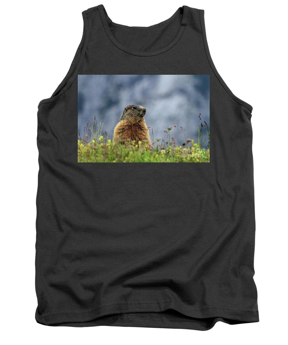 Marmot Tank Top featuring the photograph Marmot On Alpine Meadow by Antonio Scarpi