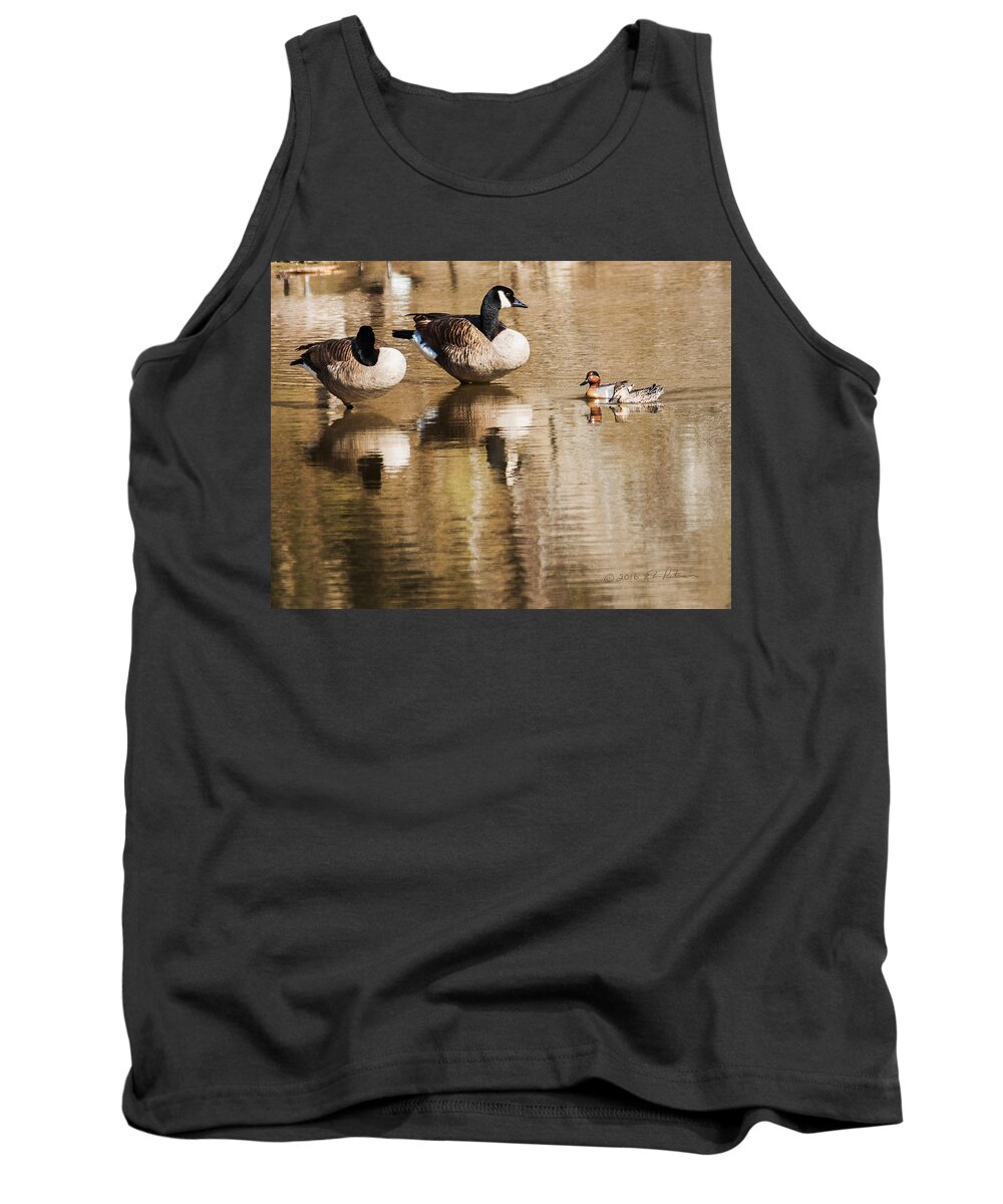 Canada Goose Tank Top featuring the photograph Millards And Green-Wing Teal by Ed Peterson