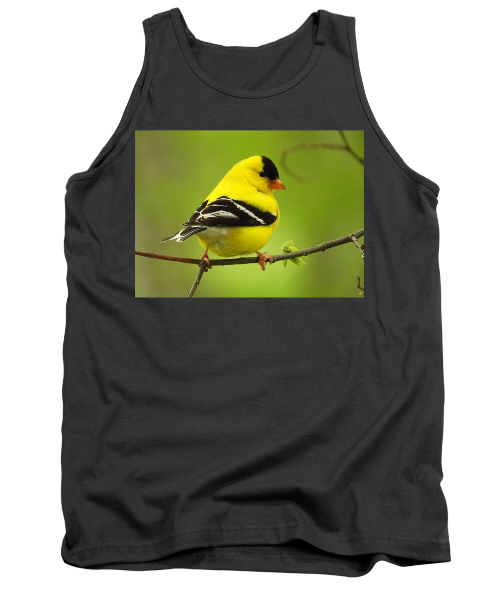 Goldfinch Tank Top featuring the photograph Mister Goldfinch by Lori Frisch