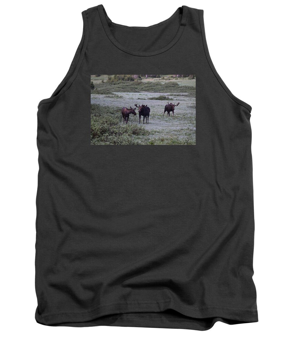 Animal Tank Top featuring the photograph Moose Cameron Pass CO #3 by Margarethe Binkley