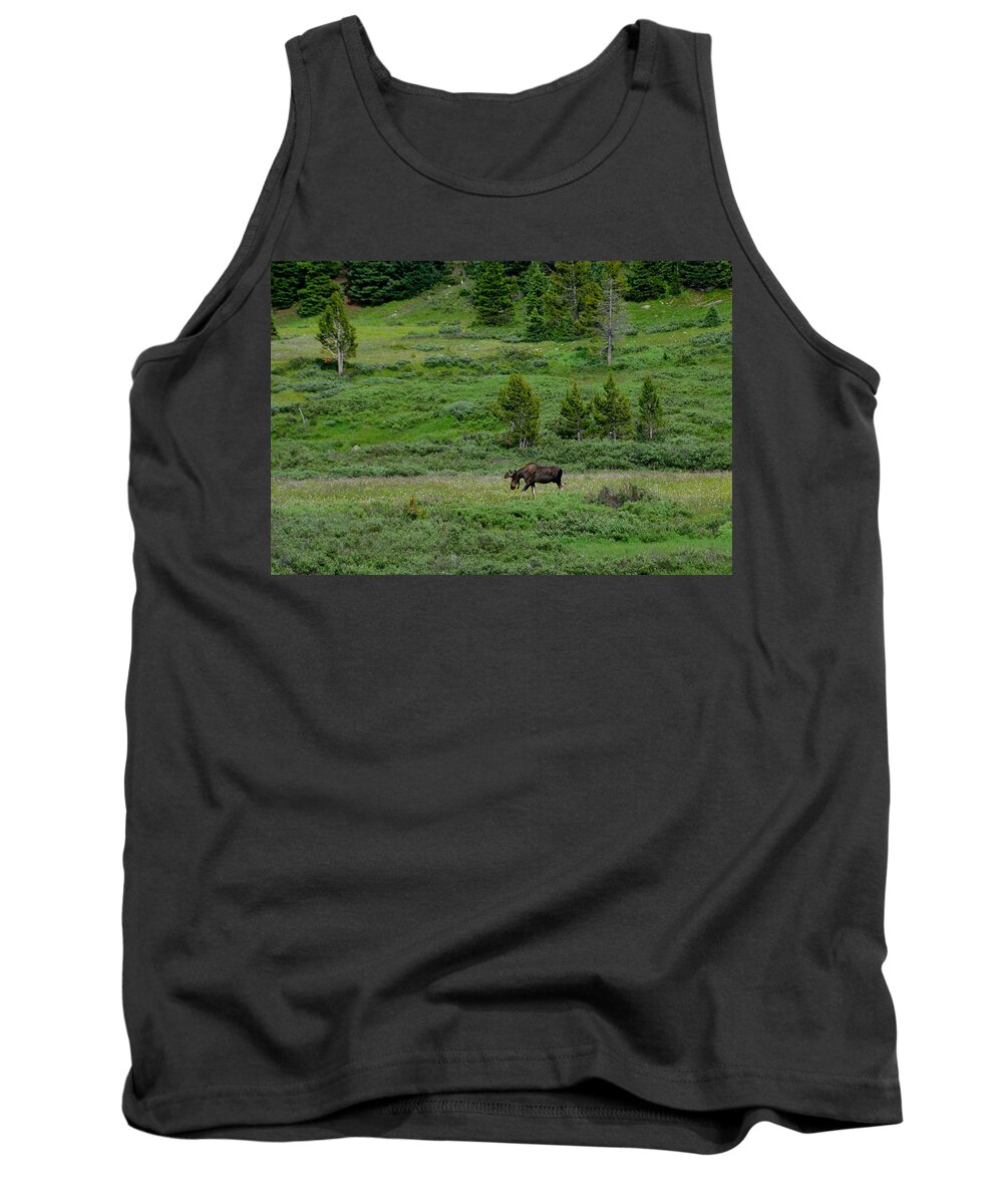 Moose Tank Top featuring the photograph Moose on the Loose by Tranquil Light Photography