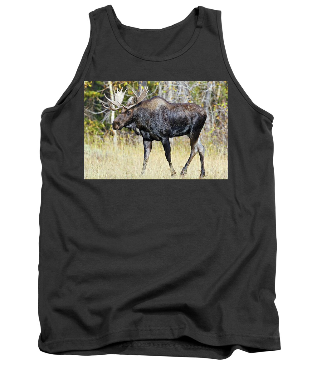 Bull Tank Top featuring the photograph Moose on the Move by Wesley Aston