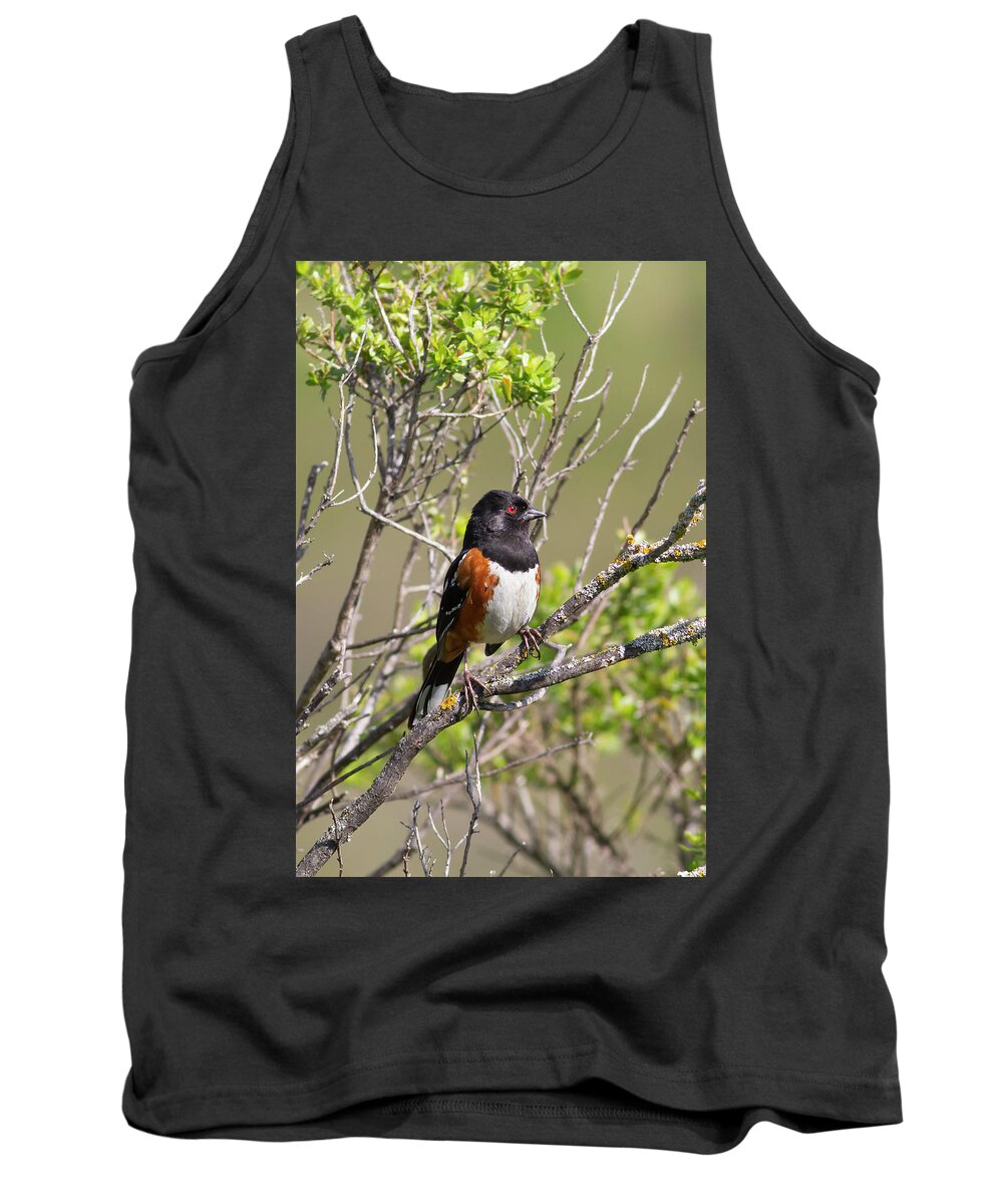 Mark Miller Photos Tank Top featuring the photograph Spotted Towhee by Mark Miller