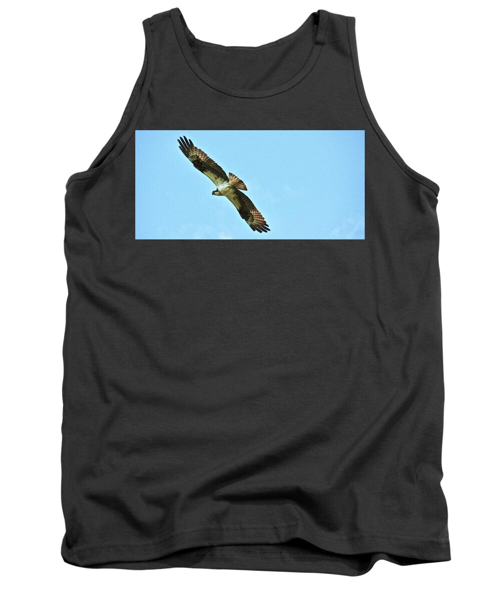 Osprey Tank Top featuring the photograph One last look by Shawn M Greener
