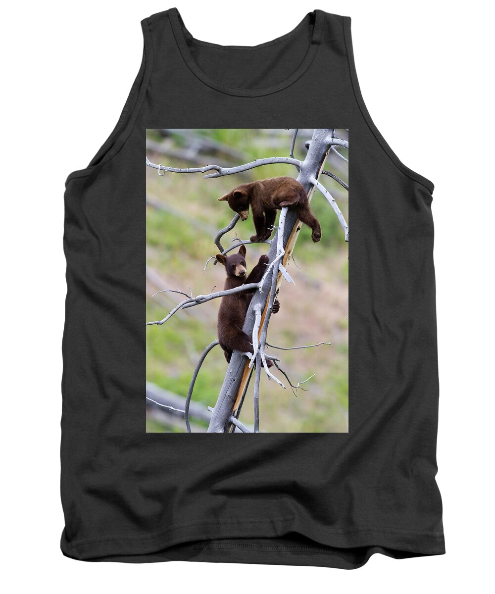Bear Tank Top featuring the photograph Pair of Bear Cubs in a Tree by Mark Miller