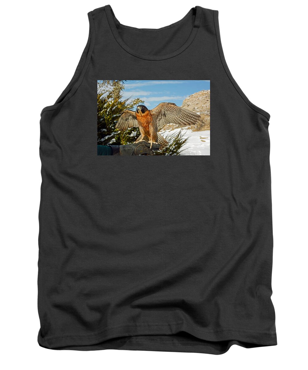 Wildlife Photography Tank Top featuring the photograph Peregrine Falcon on the Fist by John Bartelt