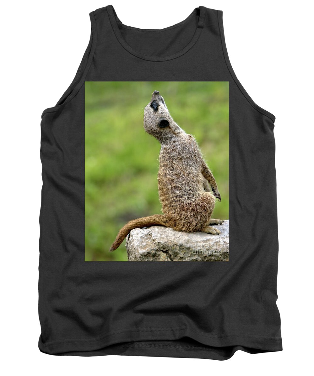Animal Tank Top featuring the photograph Plane spotting by Baggieoldboy