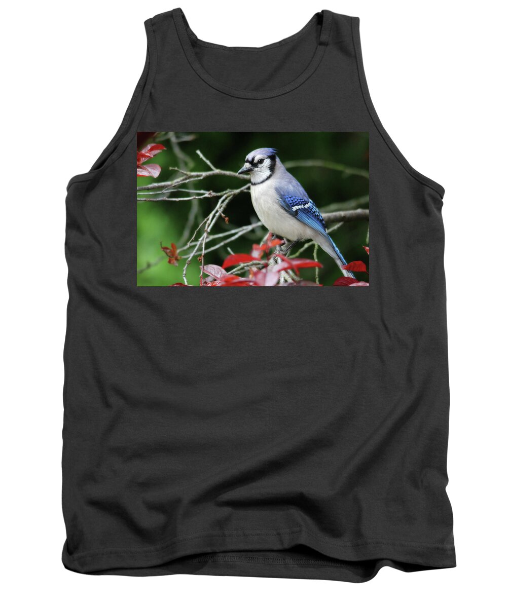Birds Tank Top featuring the photograph Pretty Blue Jay by Trina Ansel