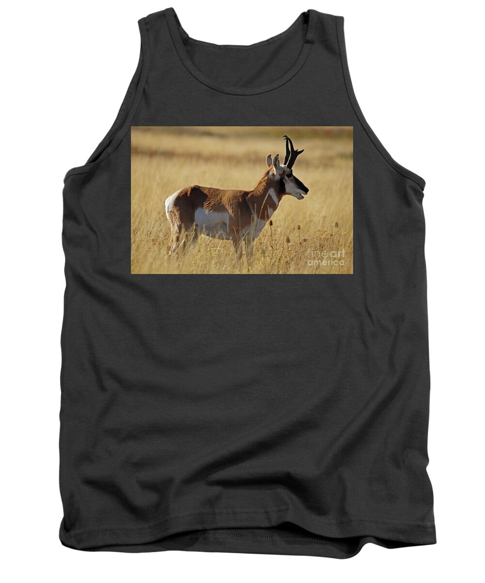 Pronghorn Tank Top featuring the photograph Pronghorn Antelope by Cindy Murphy - NightVisions