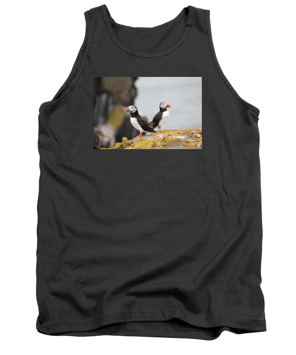 Puffin Tank Top featuring the photograph Puffin's by David Grant