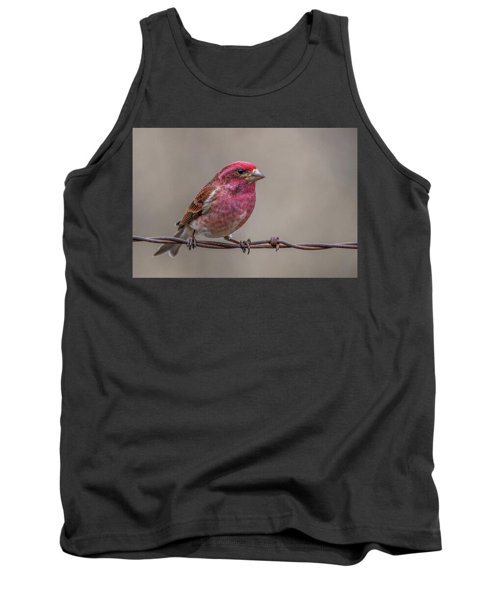 Purple Tank Top featuring the photograph Purple Finch on Barbwire by Paul Freidlund