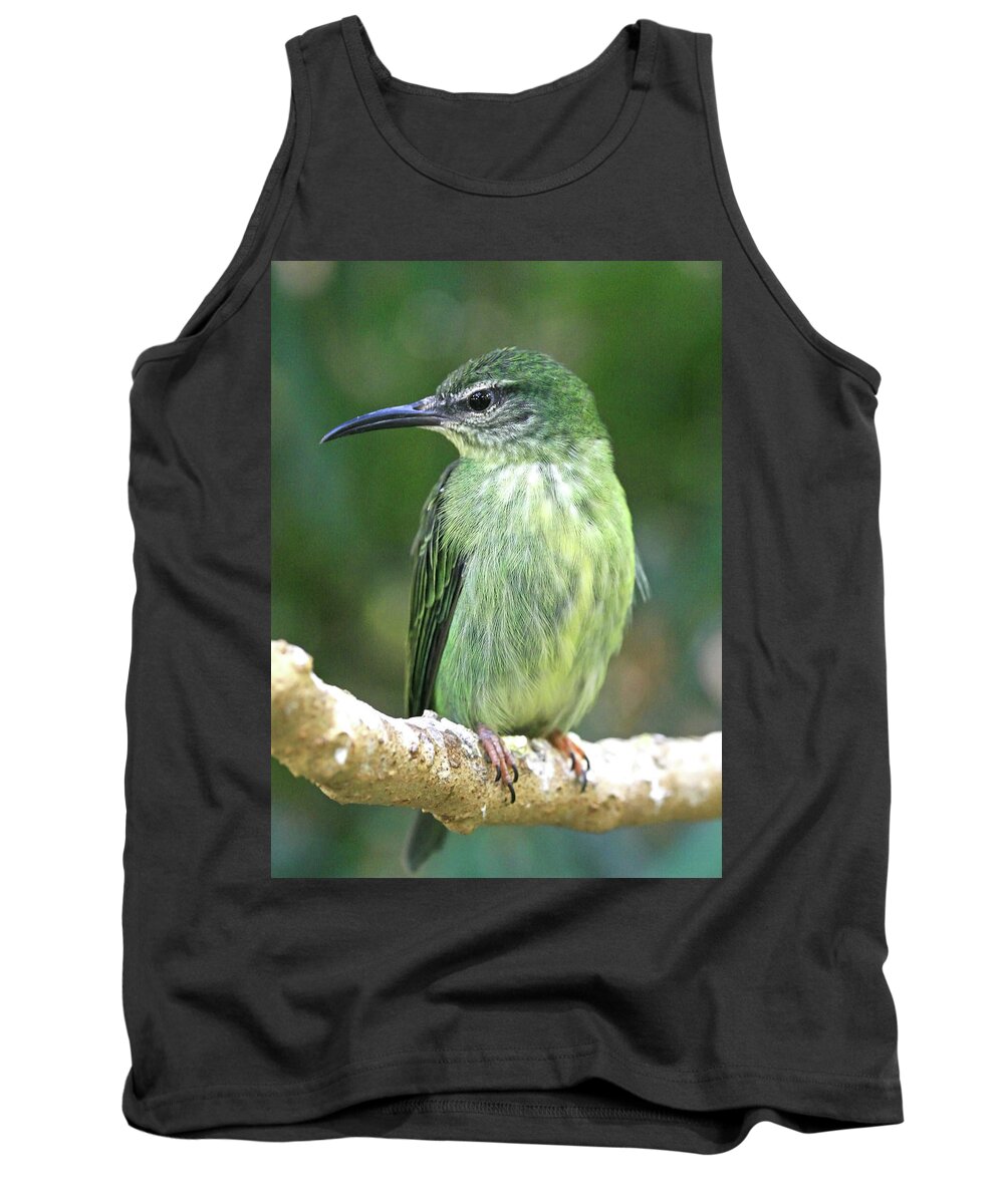 Bird Tank Top featuring the photograph Purple Honeycreeper female by David Freuthal