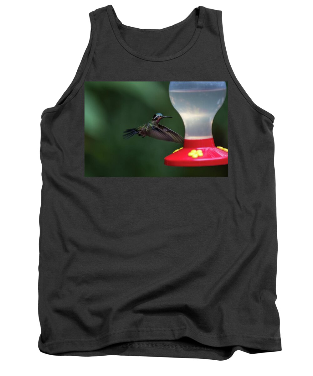  Phenicie Tank Top featuring the photograph Purple-throated Mountain Gem by James David Phenicie