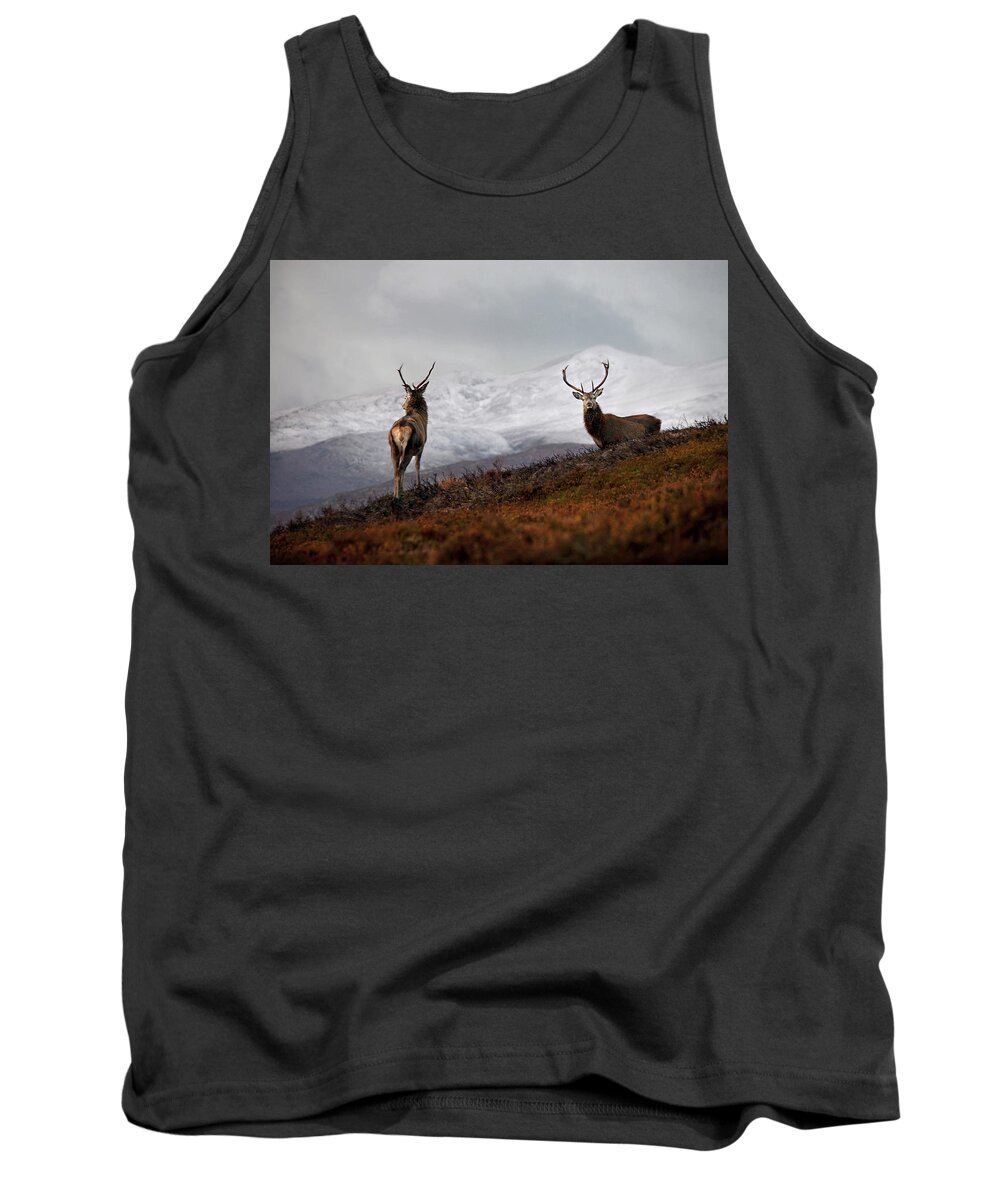 Red Deer Stags Tank Top featuring the photograph Red Deer Stags by Gavin MacRae