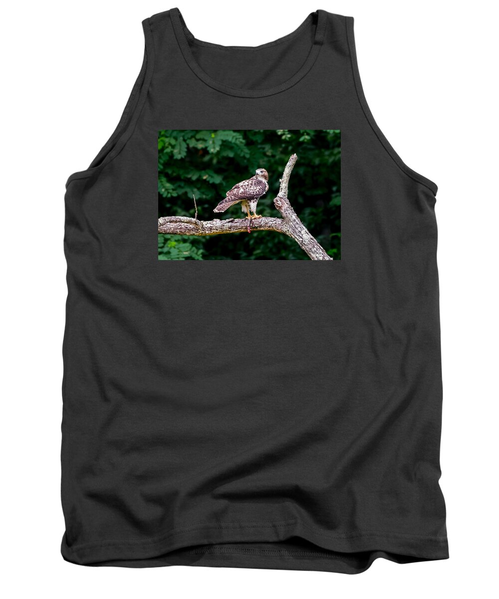Red-tailed Hawk Tank Top featuring the photograph Red-Tailed Hawk by Holden The Moment
