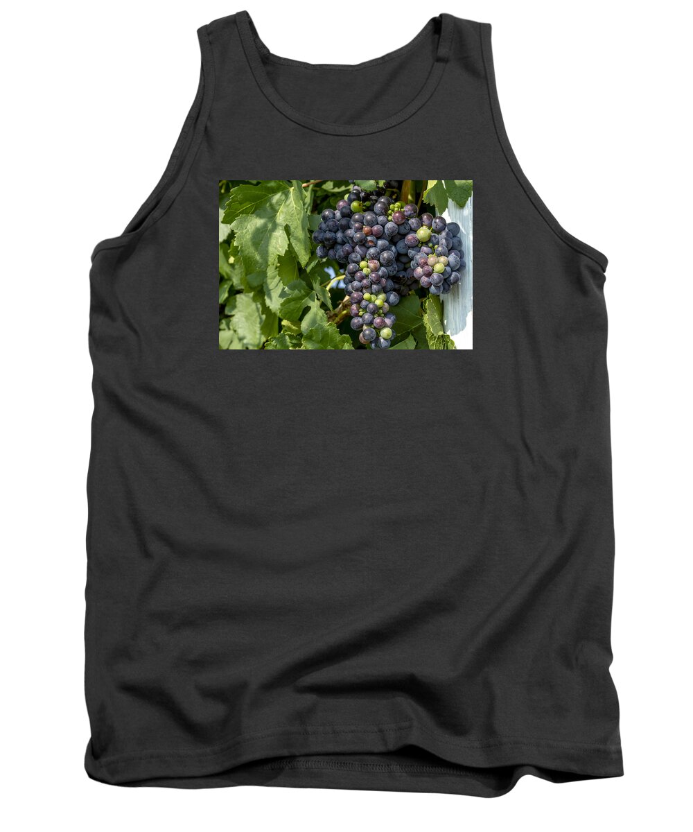 Colorado Vineyard Tank Top featuring the photograph Red Wine Grapes on the Vine by Teri Virbickis