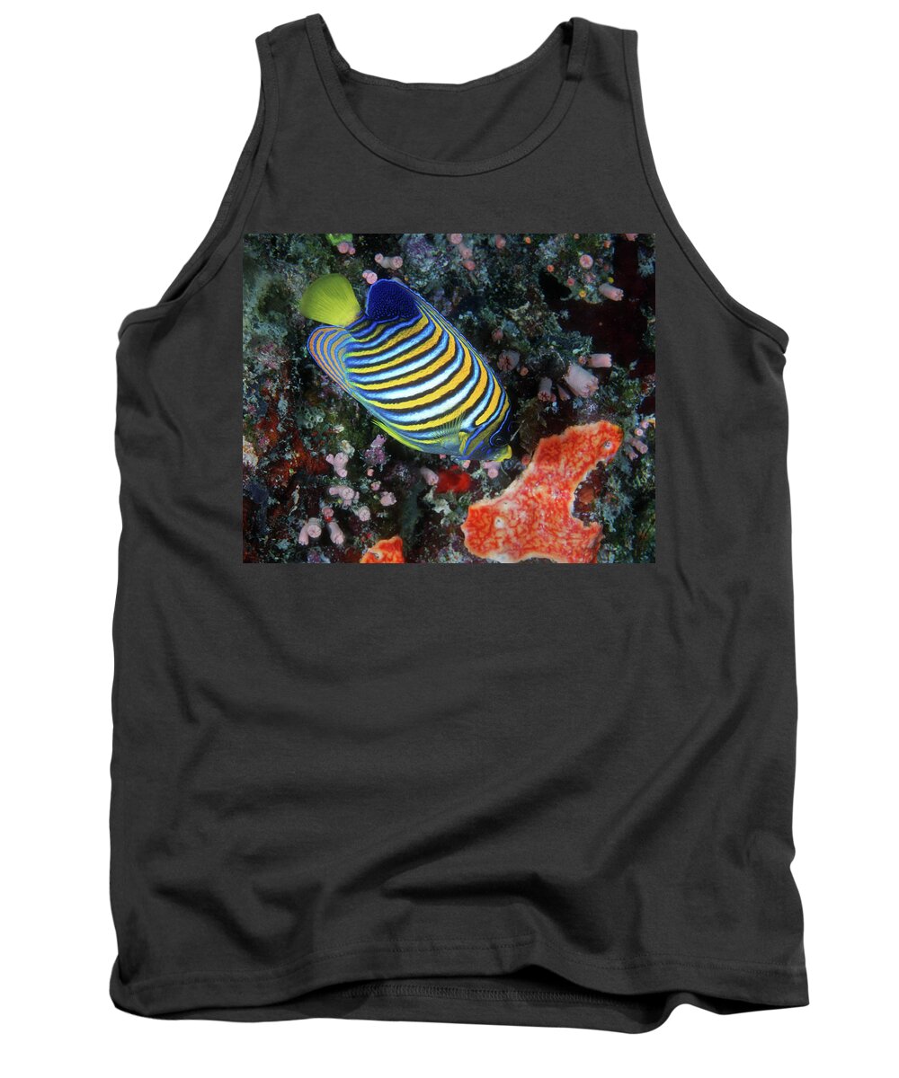 Regal Angelfish Tank Top featuring the photograph Regal Angelfish, Great Barrier Reef by Pauline Walsh Jacobson