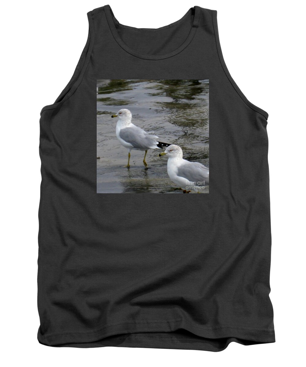 Ring Billed Gull Tank Top featuring the photograph Ring-Billed Gull by Marta Robin Gaughen