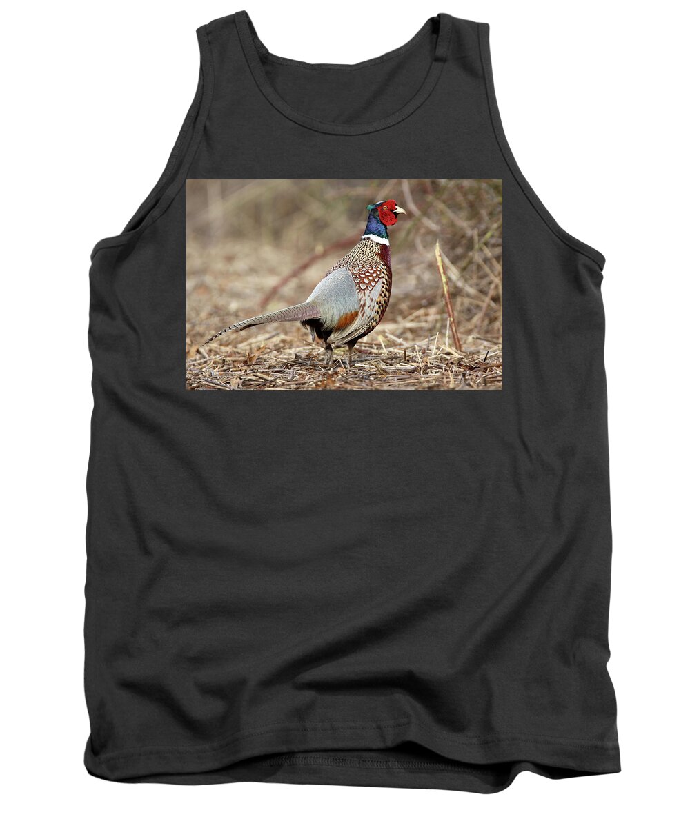 Ring-necked Pheasant Tank Top featuring the photograph Ring-necked Pheasant Stony Brook New York by Bob Savage