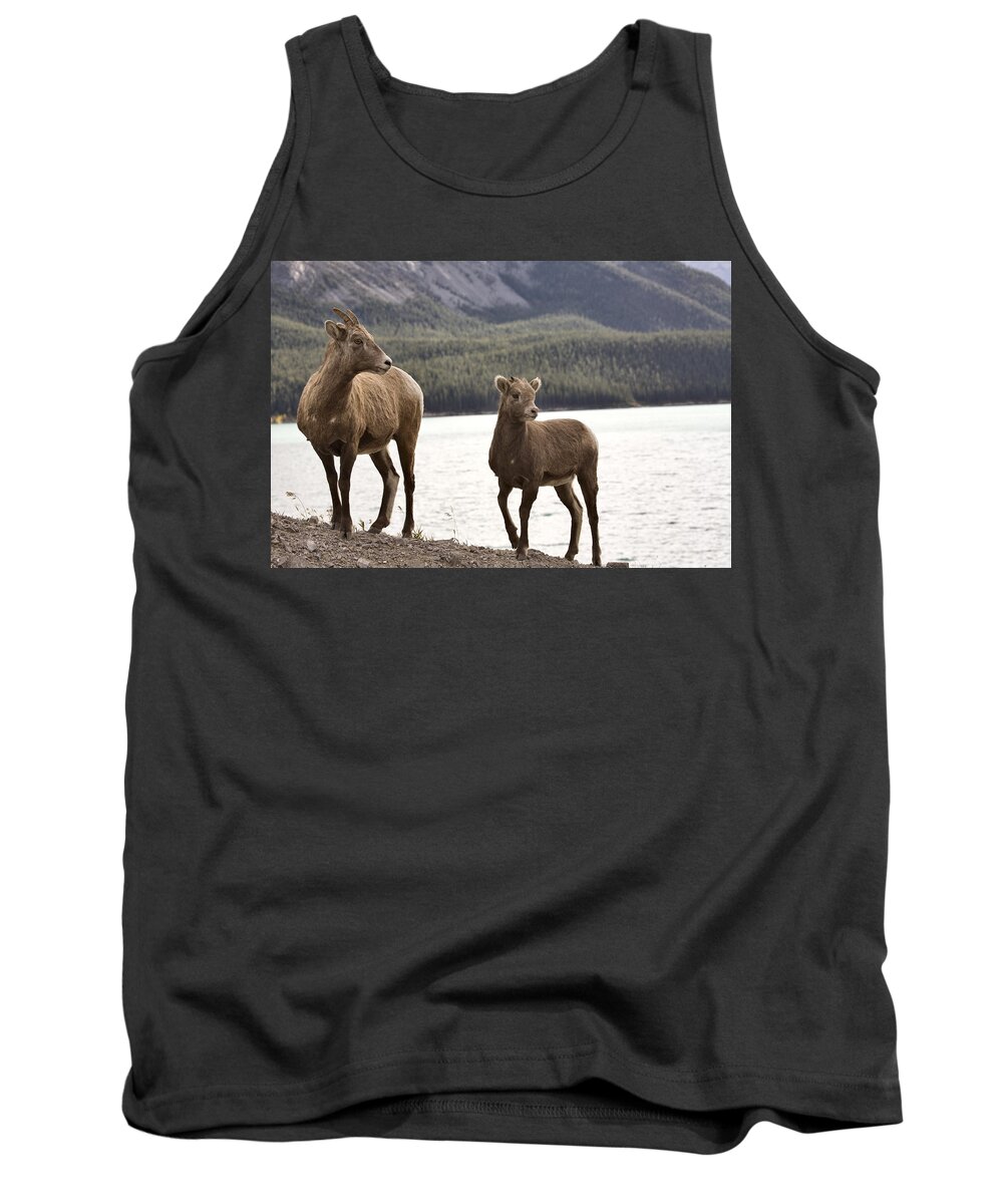 Sheep Tank Top featuring the digital art Rocky Mountain Sheep by Mark Duffy