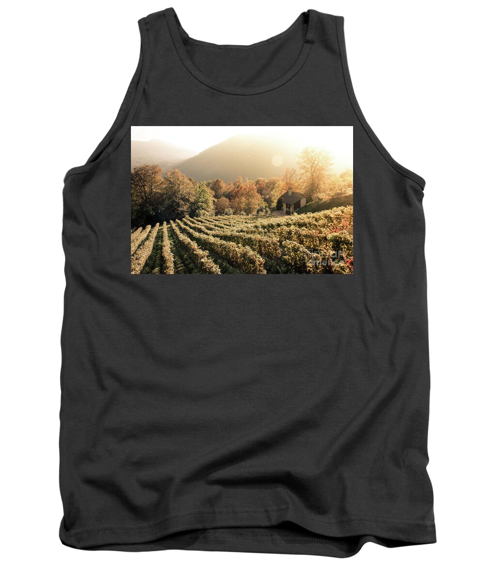 Autumn Tank Top featuring the photograph Rows of vine in a vineyard in ticino, switzerland at sunset by Amanda Mohler