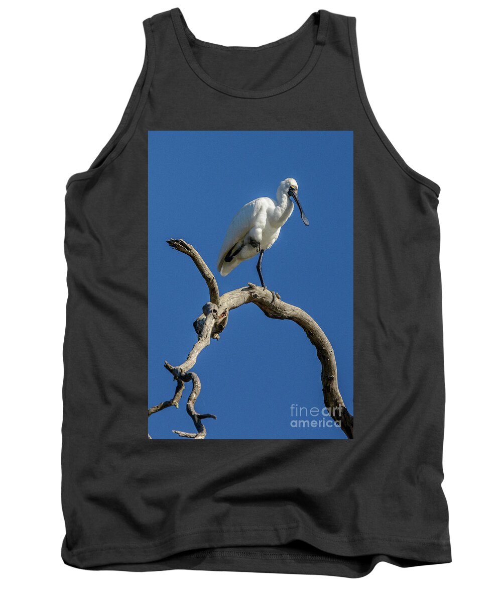 Bird Tank Top featuring the photograph Royal Spoonbill 01 by Werner Padarin