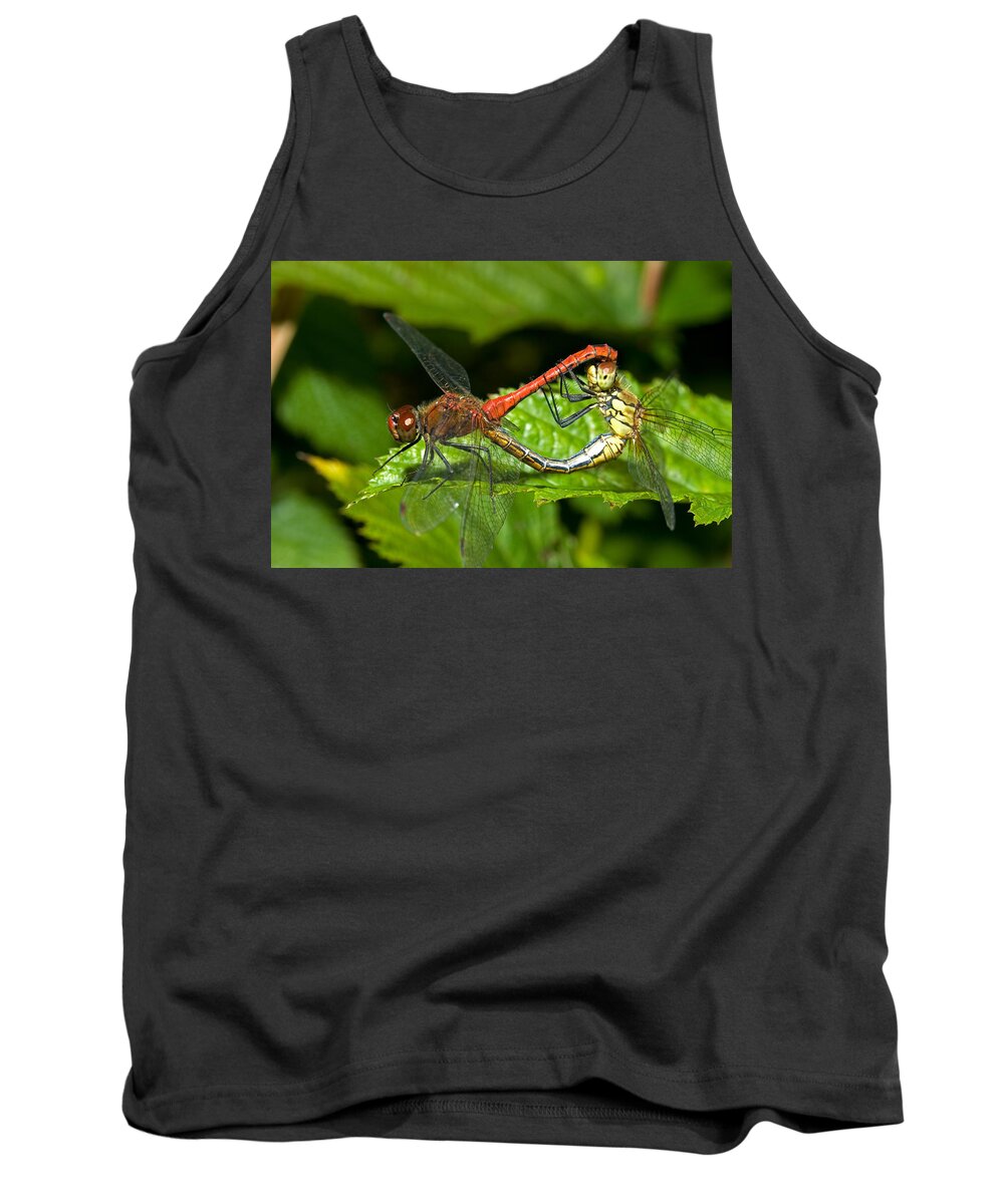 Dragonfly Tank Top featuring the photograph Ruddy Darter Sympetrum sanguineum by Bob Kemp