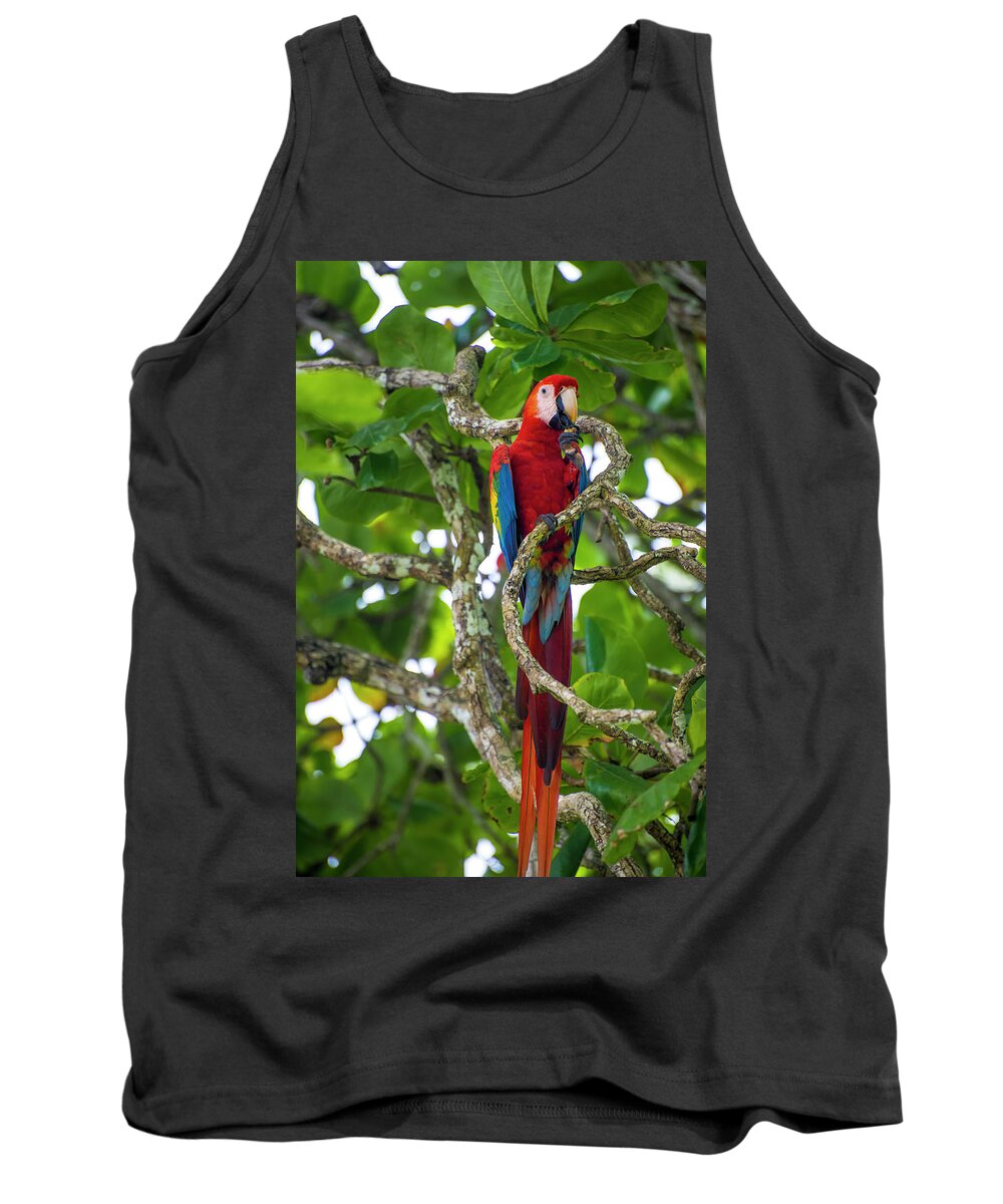 Parrot Tank Top featuring the photograph Scarlet Macaw by David Morefield